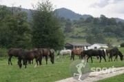 Centrul de echitatie Diana - echitatie in Rasnov | faSport.ro